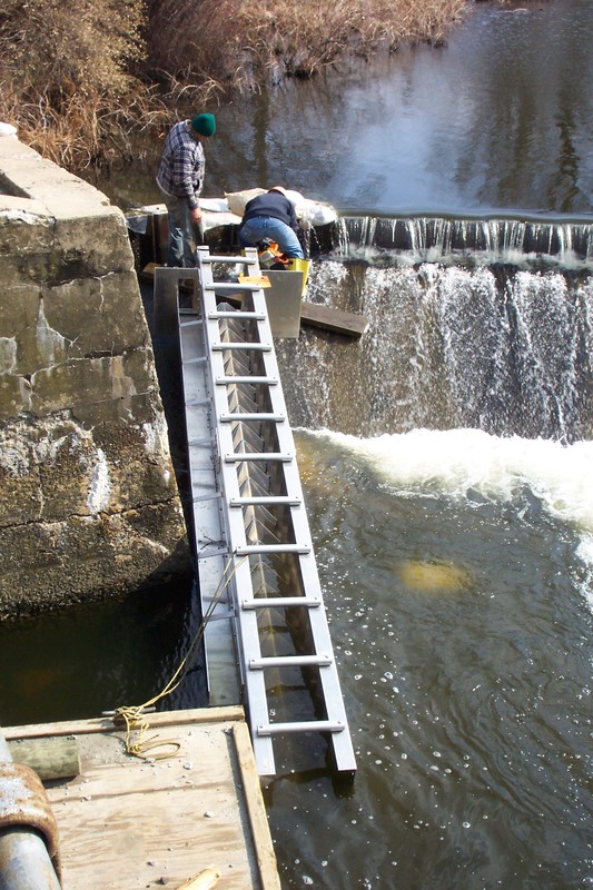 Scientists hope to boost river herring population Cape Gazette